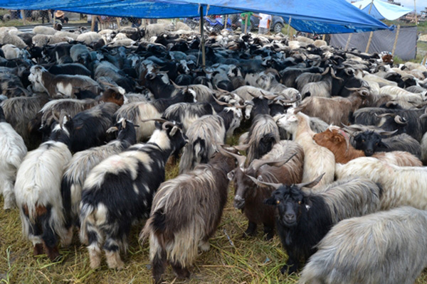 यसवर्ष पनि च्याङ्ग्रा बिक्री नहुने